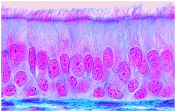 Biologie: Grundlagen und Zellbiologie. [Abb. 7 - 25] Zellen mit Wimpern auf der Innenseite der Luftröhre